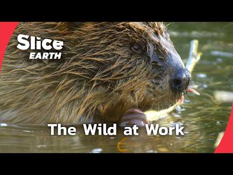 How Beavers Restore Wyoming’s Rivers | Part 1 | SLICE EARTH