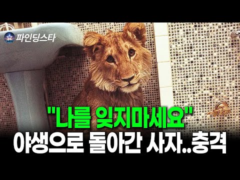A young lion returned to the wild and became the Lion King, but his actions were shocking.