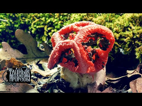 Удивительные леса Причерноморья. Тайные механизмы природы