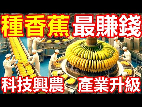 香蕉種植的全过程！令人大吃一惊！每一个步骤都令人大开眼界！