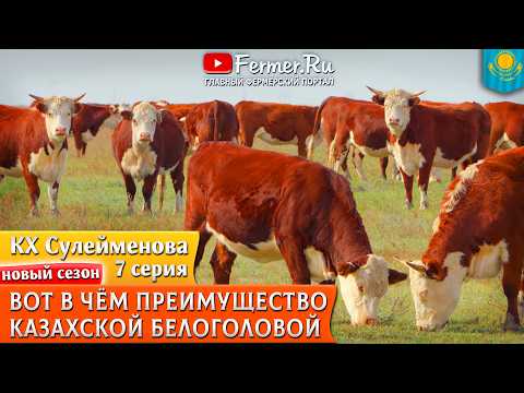 🐂 The French are shocked by the Kazakh method of raising beef cattle. The Kazakh white-headed bre...