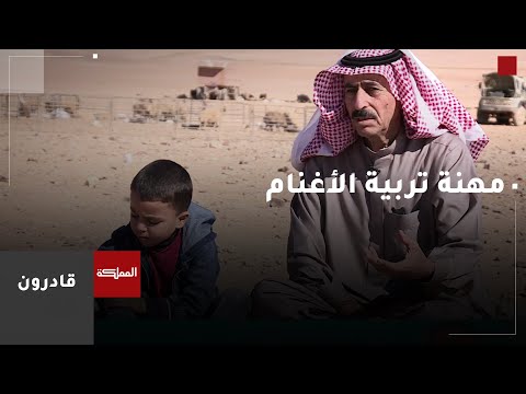 قادرون | تربية الأغنام