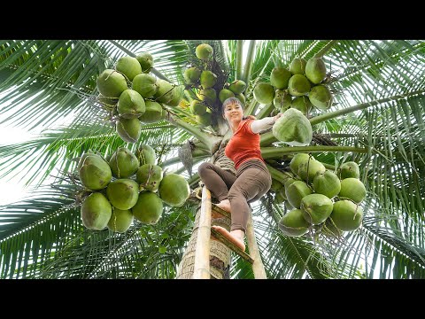[TIMELAPSE] --236 Days Harvesting Many Coconut, Japanese Luffa, Passion Fruit, Lychee Go To Sell