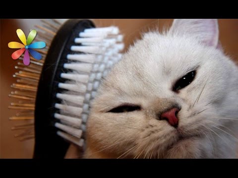 Как бороться с линькой у кошек? – Все буде добре. Выпуск 674 от 22.09.15