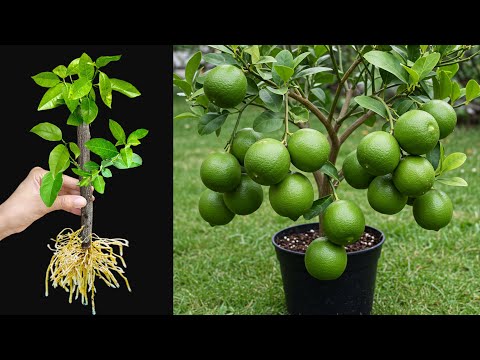🍋How To Propagate Lemon Trees Cutting Faster, how to growing lemon trees