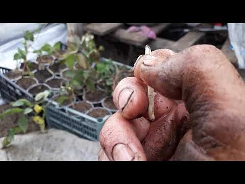 Малина маравила. Закладка маточного корня на проращивание.