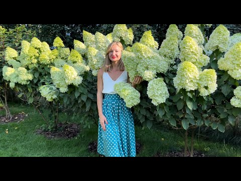 КРУПНЫЕ СОЦВЕТИЯ ГОРТЕНЗИЙ, КАК ИХ ДОБИТЬСЯ? ПРАКТИЧЕСКИЕ РЕКОМЕНДАЦИИ.