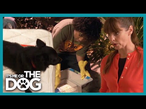 Victoria WARNS Dog Owners That Dog’s Unhygienic Behavior Could Get Them Sick! | It's Me Or The Dog