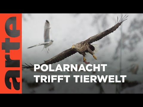 Die Vesteralen | Inseln im Nordmeer | ARTE