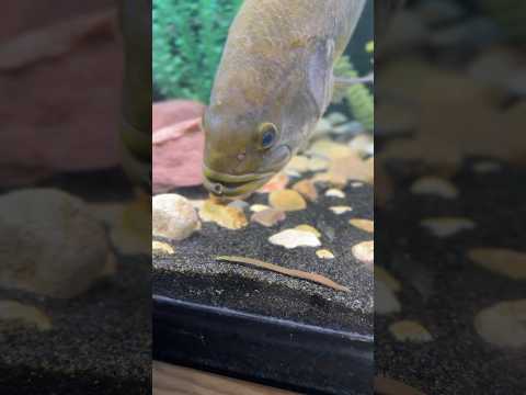 My PET BASS grew this much in 365 DAYS!