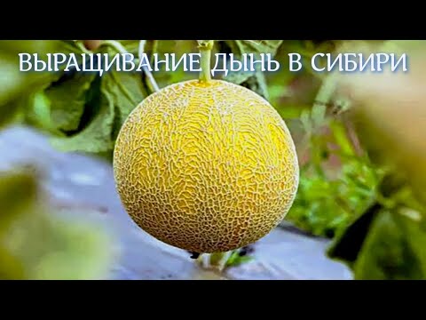 ВЫРАЩИВАНИЕ ДЫНЬ В СИБИРИ