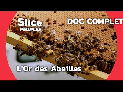 La Révélation du Miel : Sauver les Abeilles et Leur Trésor | SLICE PEUPLES | DOC COMPLET