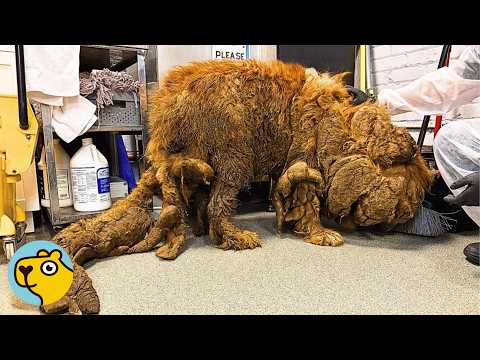 Police Save a Matted Giant Dog. Everyone Was Shocked Who She Really Was