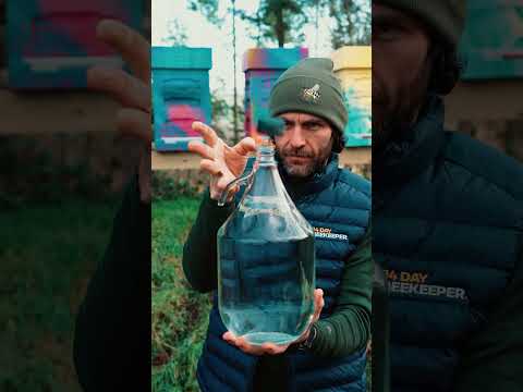 Shorts Tea Herbal Lantern Fly Honey