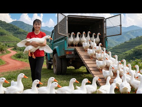 Harvesting 400 Ducks and Selling to Market Using a 3-Wheeled Vehicle