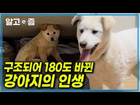 한겨울 매섭게 추운 날씨에 누군가 버린듯한 유기견 두 마리, 중고 거래 사이트에 화제가 됐던 사연 ┃세상에 나쁜 개는 없다┃알고e즘