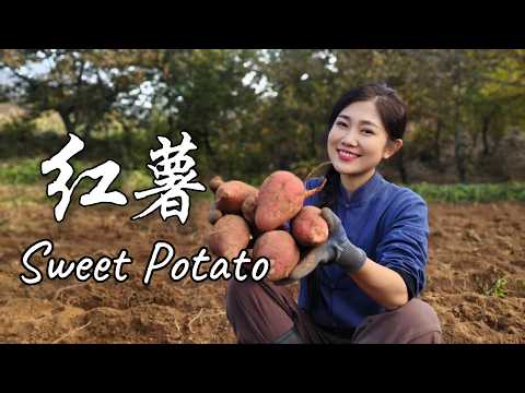 Who Says Sweet Potatoes Are Just for Roasting? Try This Family-Favorite Twist【海曲姑娘 Haiqu Girl】#food