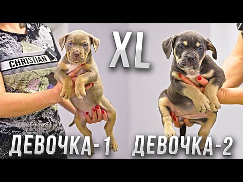 Two girls bully XL: Let's choose who's cooler! Vote in the comments!