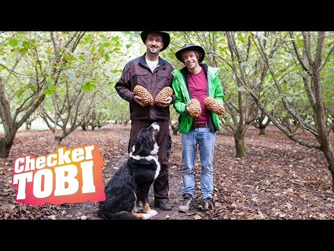 Der Nuss-Check | Reportage für Kinder | Checker Tobi