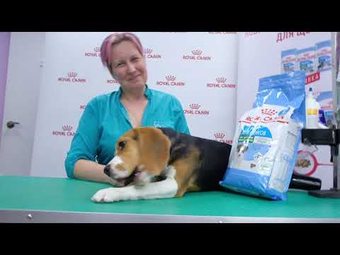 Beagle puppy. Care rules. Maintenance, grooming. User manual.