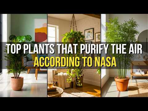 7 Fast Growing Plants That Purify Your Home's Air