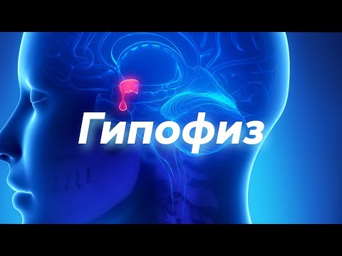 Гипофиз безі / Кері айналып соғыу шеңбері