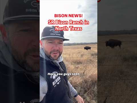 Family bison ranch gets a devastating surprise! #bison #ranch #texas #cow