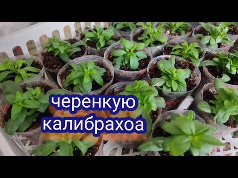 Черенкую калибрахоа Результат укоренения калибрахоа в кокосовых пробках