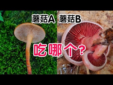 一个有毒，一个无毒，你能分清吗？毒蘑菇和可食蘑菇如此相似！
