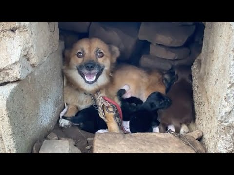 Lying shivering in the ruined house, the exhausted mother hugged her four hungry and crying children