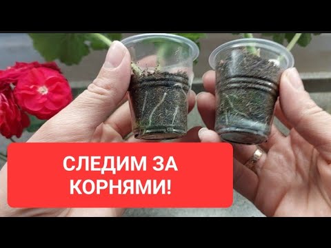 Жирные здоровые корни у пеларгоний это так легко! не тянем с пересадкой!