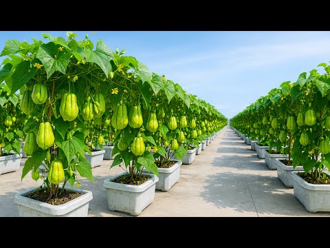 This Simple Tub Method Grows Endless Chayote All Year
