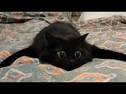 Funniest CATS of the Year