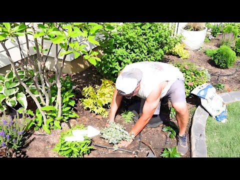 Replacing Crepe Myrtle - Wait Until You See This Tree! LET'S PLANT!🌸🌷🌳