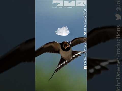 Slow Motion Swallow Catching Feather #wildlife #swallow #slowmotion #davidtennant #birds