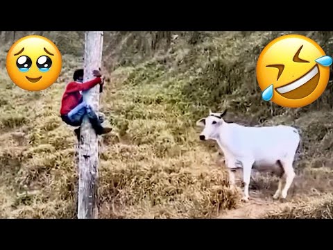 TRY NOT TO LAUGH 😆 Best Funny Videos Compilation 😂😁😆 Memes PART 250