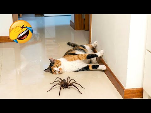 You Laugh You Lose π
Best Funny Cats and Dogs Videos πΉπΆ Part 13