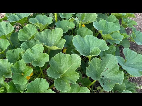 Farm vlog 2: Planting new seeds and harvesting again!