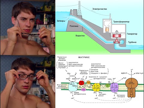 Цепь переноса электронов/Дыхательная цепь понятным языком