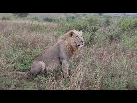 Male lion hungrily looking at some giraffes