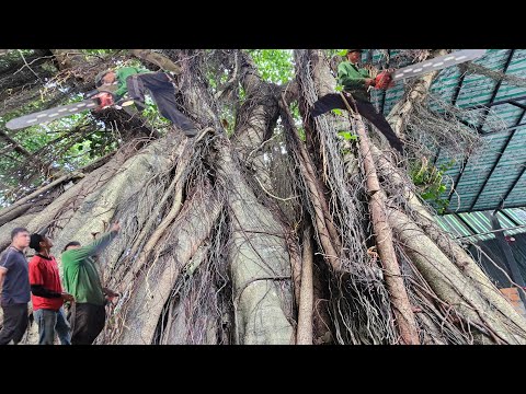 Cưa Bụi Cây Xanh To Khủng Lồ, Um Tùm Lên Nóc Nhà Dây Điện, Nhiều Bóng Ðèn, Cưa Kỹ Thuật, 246