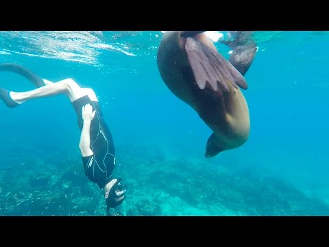 SEA LIONS EVERYWHERE. BEST DAY EVER. Galapagos Cruise Day 6