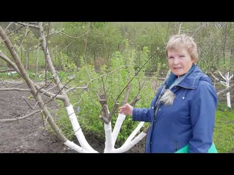 Обязательно сделайте после прививки деревьев. Ответы на вопросы.