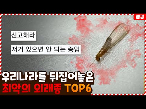 현상금까지 걸렸다고!? 우리나라 생태계를 쑥대밭으로 만들어 놓은 최악의 외래종 TOP6