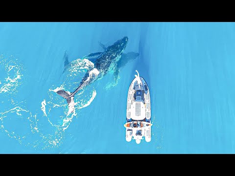 Solo Camping With Whales and Dingoes