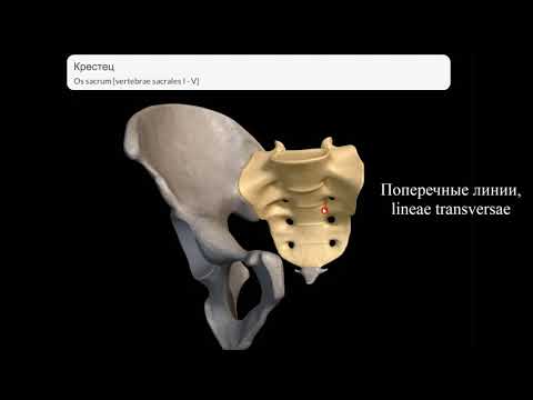Скелет туловища: позвонки, грудина, ребра