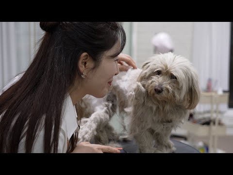 이사간 주인을 하염없이 기다리던 누더기견..(feat.파주 연풍이) | The ragged dog waiting for the owner who moved out...