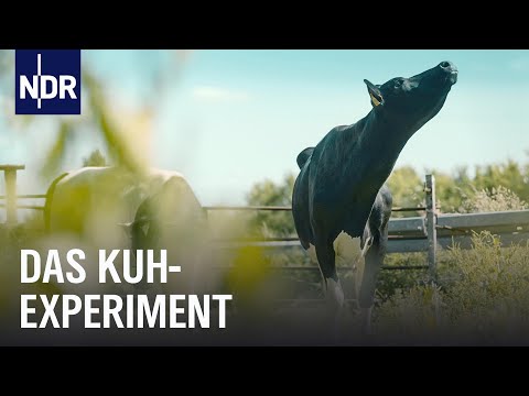 Hochleistungs-Milchvieh: Wie viel Instinkt steckt in der Kuh?  | Doku | NDR Story
