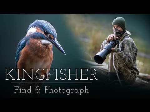 BEST Setup for Kingfisher Photoghraphy - POV Relaxing Wildlife Photography
