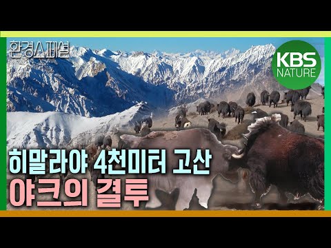 히말라야 4천미터 고산에서 벌어지는 야크의 결투  [공사창립특집 KBS 대기획 (23.5) 4부 – 호흡은 깊게, 고산] / KBS 20200326 방송